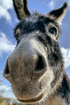 Close-up donkey portrait with wide-angle lens outdoors