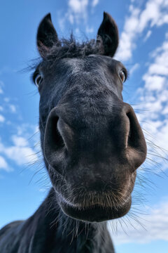 Close-up black horse muzzle against blue sky outdoors