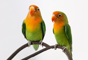 Fototapeta premium Pair of cute Fischer lovebirds isolated on white background, romantic couple of green agapornis parrots posing together in studio