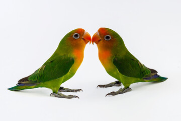 Fototapeta premium Pair of cute Fischer lovebirds isolated on white background, romantic couple of green agapornis parrots posing together in studio