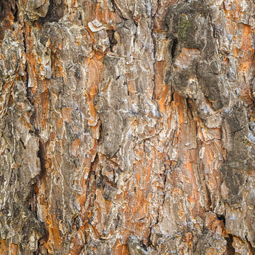 Ancient Scots Pine Bark with Rich Organic Texture