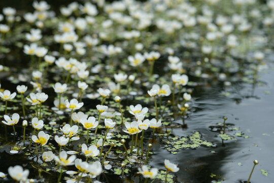 Pond water-crowfoot in the river Oril