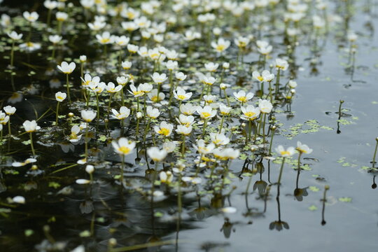 Pond water-crowfoot in the river Oril