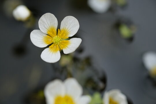 Pond water-crowfoot in the river Oril