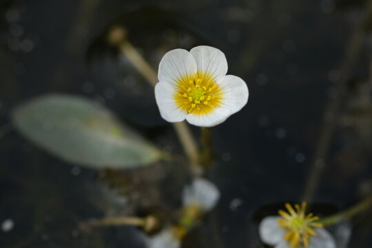 Pond water-crowfoot in the river Oril