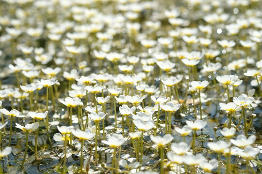 Pond water-crowfoot in the river Oril