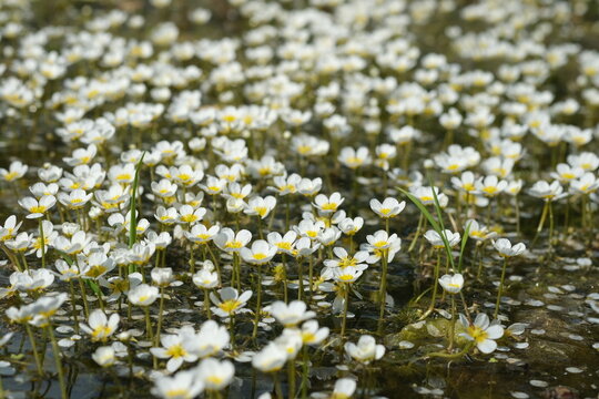 Pond water-crowfoot in the river Oril