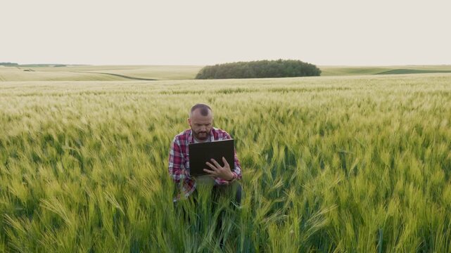 A professional manager inspects the quality of rye and grain cultivation on a sunny day.This footage illustrates the concept of smart farming and precision agriculture being implemented in rural areas