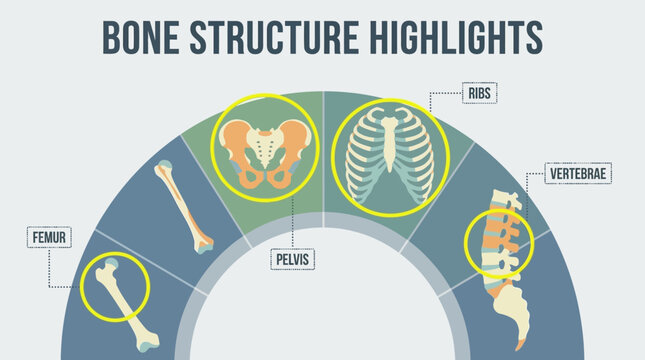 A medical infographic layout displays various bone structures combining icons of femur, pelvis, ribcage, vertebrae, and humerus.