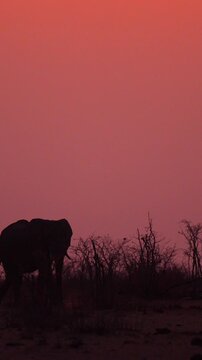 African Elephant Silhouette at Sunset Against Dramatic Orange Sky in African Savannah Wilderness