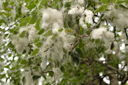 Poplar Tree Fluff and Cotton - Seasonal Allergies and Climate Change Environmental. white poplar fluff and cotton-like seeds on green tree branches during late spring. 