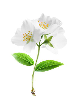Jasmine flower on white background
