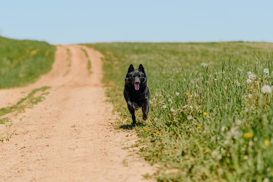 black schipperke dog running on country road near field with green grass in sunny summer day, dogwalking concept
