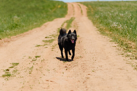 black schipperke dog running on country road near field with green grass in sunny summer day, dogwalking concept