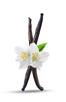 Jasmine flower  and vanilla stick on white background