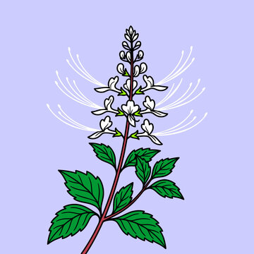 Orthosiphon aristatus Java tea medicinal plant illustration.