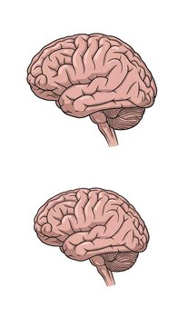 Detailed anatomical illustration of human brain cross section.
