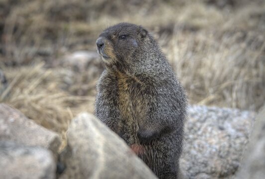 Yellow-bellied Marmot (Marmota flaviventris) Standing Guard on Mount Blue Sky, Colorado