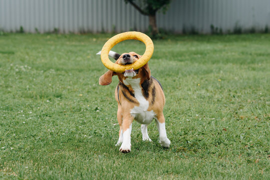 cute black red and white beagle dog playing with puller ring toy on green lawn outdoors in sunny summer day, scent hound, foxhound, hunting dog, dogwalking concept