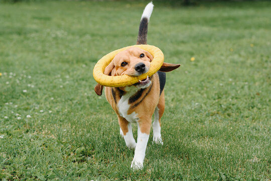 cute black red and white beagle dog playing with puller ring toy on green lawn outdoors in sunny summer day, scent hound, foxhound, hunting dog, dogwalking concept