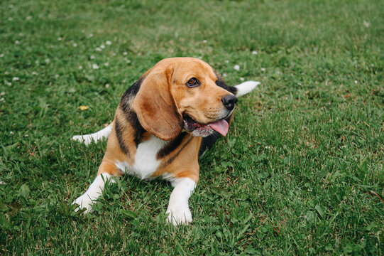 young cute black red and white beagle dog lying on green lawn outdoors in sunny summer day, scent hound, foxhound, hunting dog, dogwalking concept