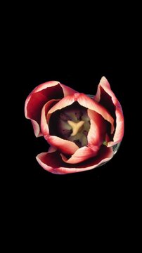 Time lapse of opening red tulip in a vase isolated on black background, top view, vertical orientation