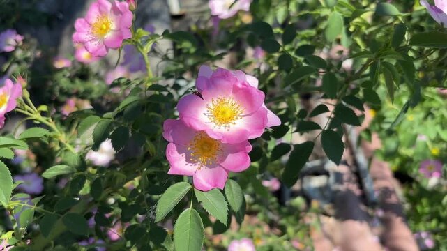 Honey bee collecting pollen on pink wild rose flowers in sunny summer garden