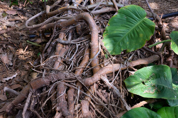 Detailed close-up of thick tangled tropical plant roots and vines creeping across a dry forest floor with large green leaves. © Javier