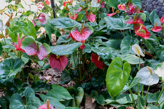 Lush garden landscape featuring a dense cluster of blooming red and white anthurium plants with prominent spadices surrounded by large green heart-shaped leaves.