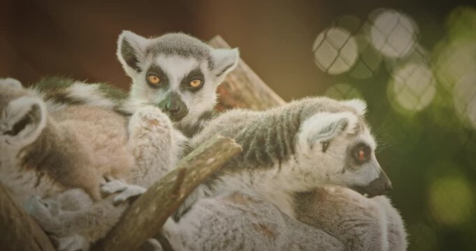 Group of Lemurs Embracing in Natural Scene