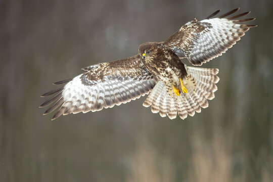 Wings of Precision