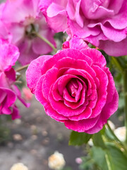 Obraz premium Bright magenta rose with perfectly layered petals blooming in garden close-up