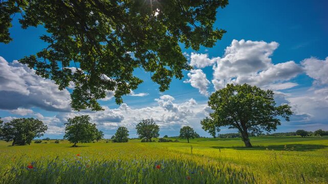Low-angle meadow with red poppies and scattered trees under dramatic sky