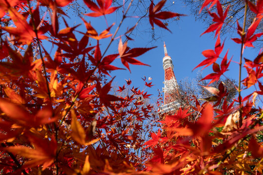 Tokyo Tower with red maple leaves in autumn season, seen from Shiba Park on December 12, 2025 in Tokyo, Japan