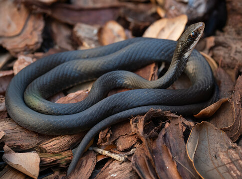 close uo of a black racer snake in the grass