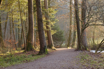 Fototapeta premium Tranquil Forest Path Bathed in Golden Morning Light with Lush Trees