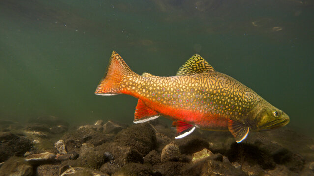 Male Brook Trout in Brilliant Spawning Colors