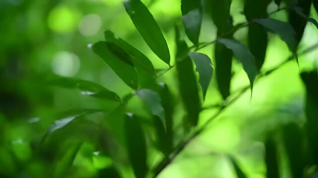 Close-up view of green leaves with dappled sunlight.