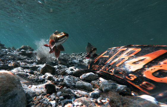 Brook Trout Swimming Past an Old License Plate on a Rocky Streambed