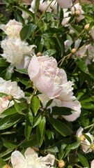 Fototapeta premium Vertical view showing fresh light white peony flowers covered in shiny dew drops. Beautiful blooming perennials growing on green bush in morning sunlit garden.