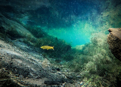 Brook Trout in a Deep Spring Pool Beneath Crystal Clear Water