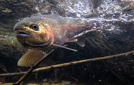 Close Encounter with a Wild Rainbow Trout