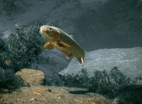 Rainbow Trout Rising Above a Silty Stream Bottom Underwater