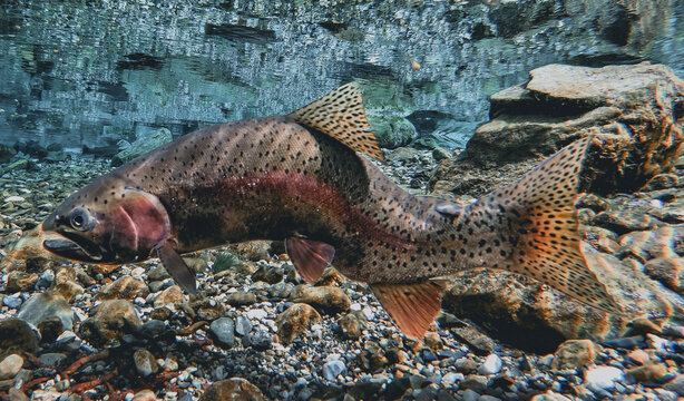 Rainbow Trout With Severe Spinal Deformity Underwater