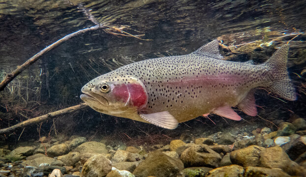Plump Spawning Rainbow Trout in a Rocky Stream
