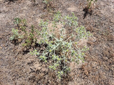 Wild field eryngo cardoon plant growing on dry soil in summer