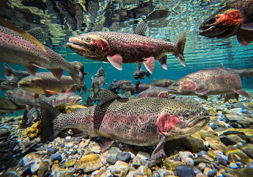 Rainbow Trout Gather During Peak Spawning Season