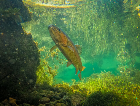 Rainbow Trout Suspended in a Crystal-Clear Spring Creek