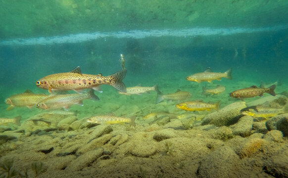 Juvenile Brown, Rainbow and Cutthroat Trout Sharing the Same Stream