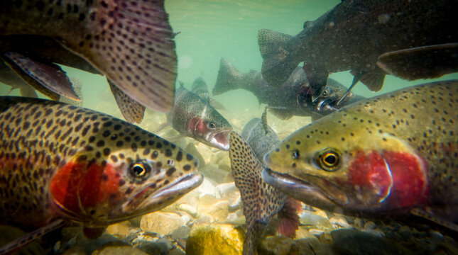 Crowded Rainbow Trout During the Fall Spawn in Montana